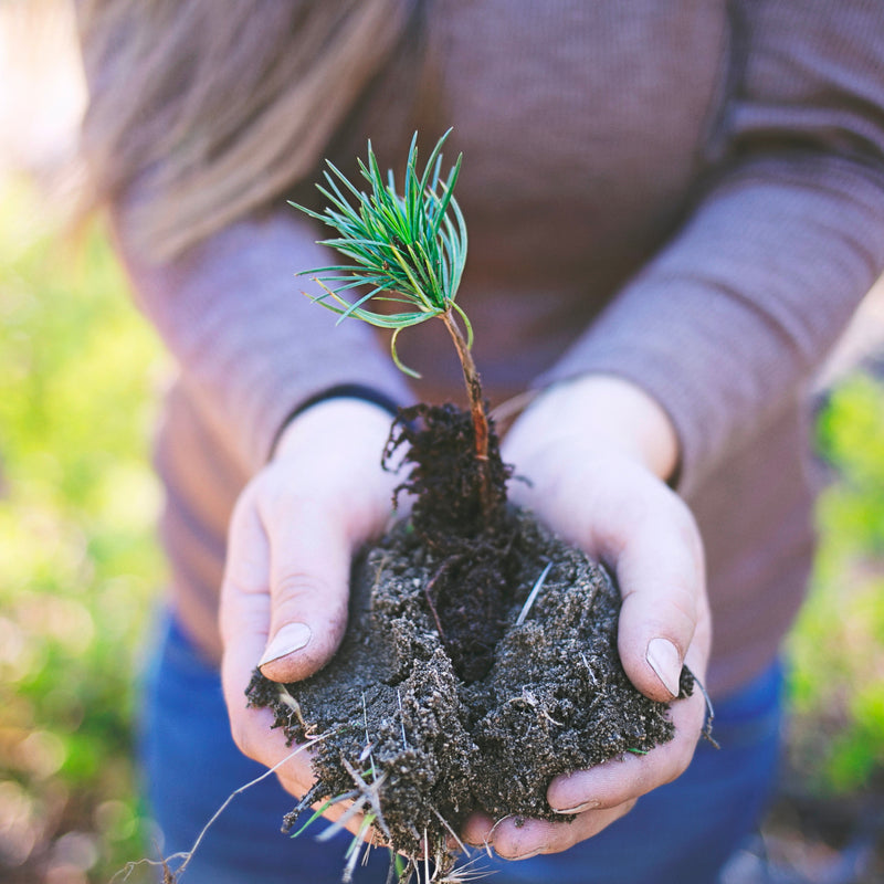 Plant A Tree for Less Than £1.00